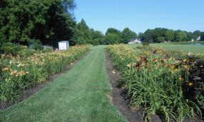 Seedling sale beds